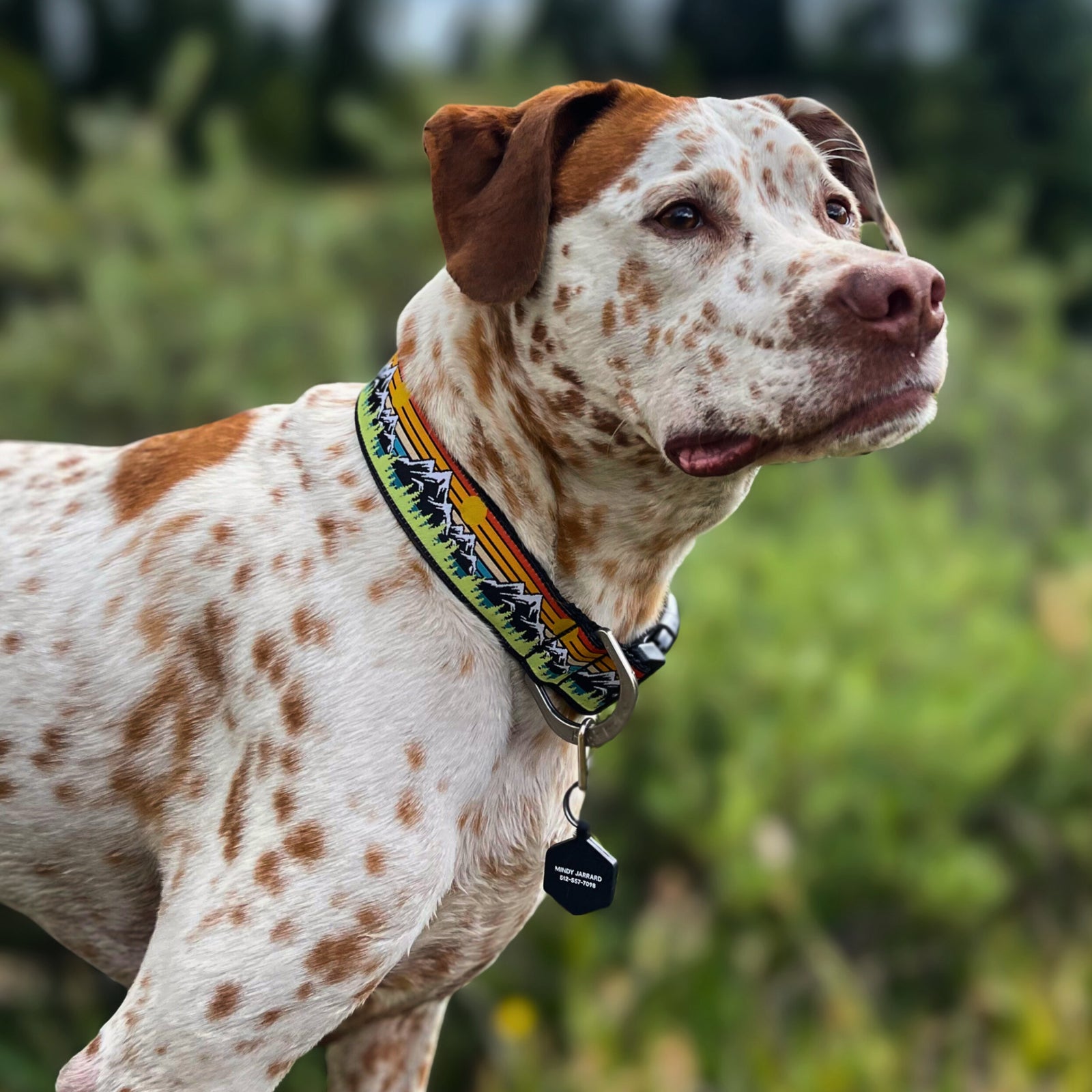 Retro Rockies Dog Collars