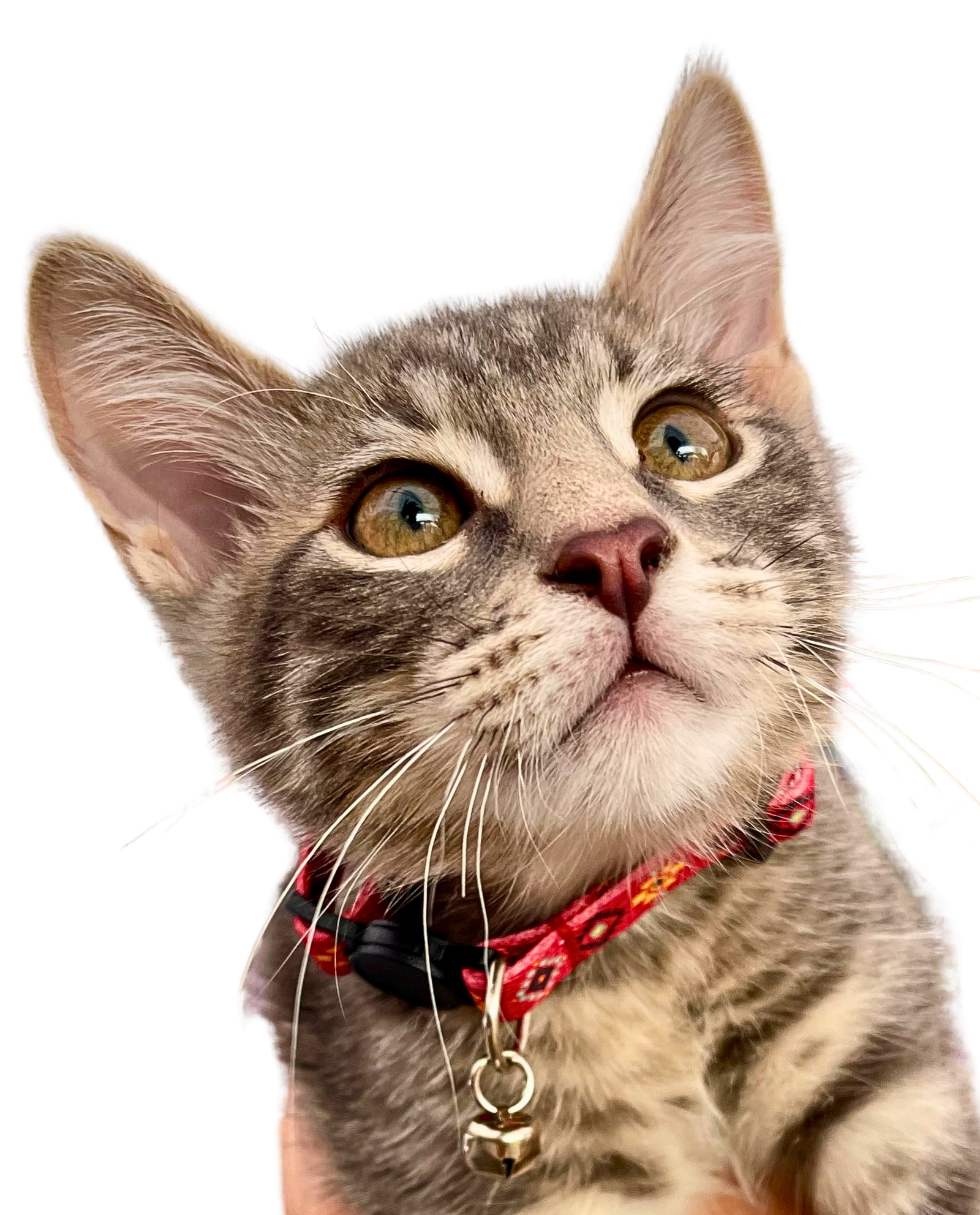 Cat Collars