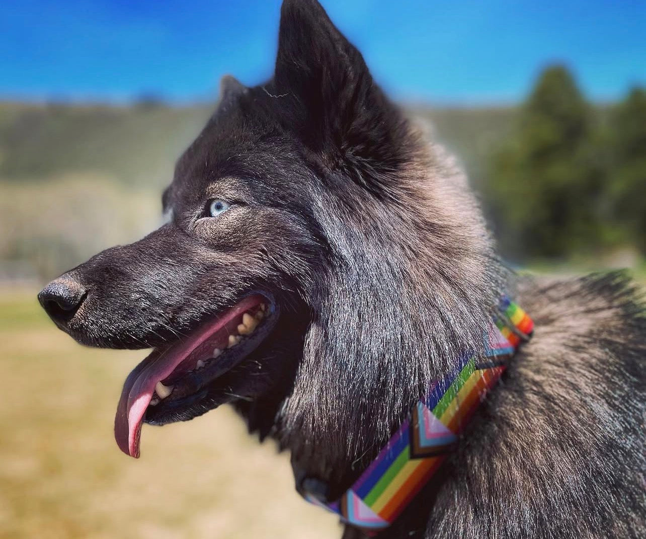 Pride Dog Collars