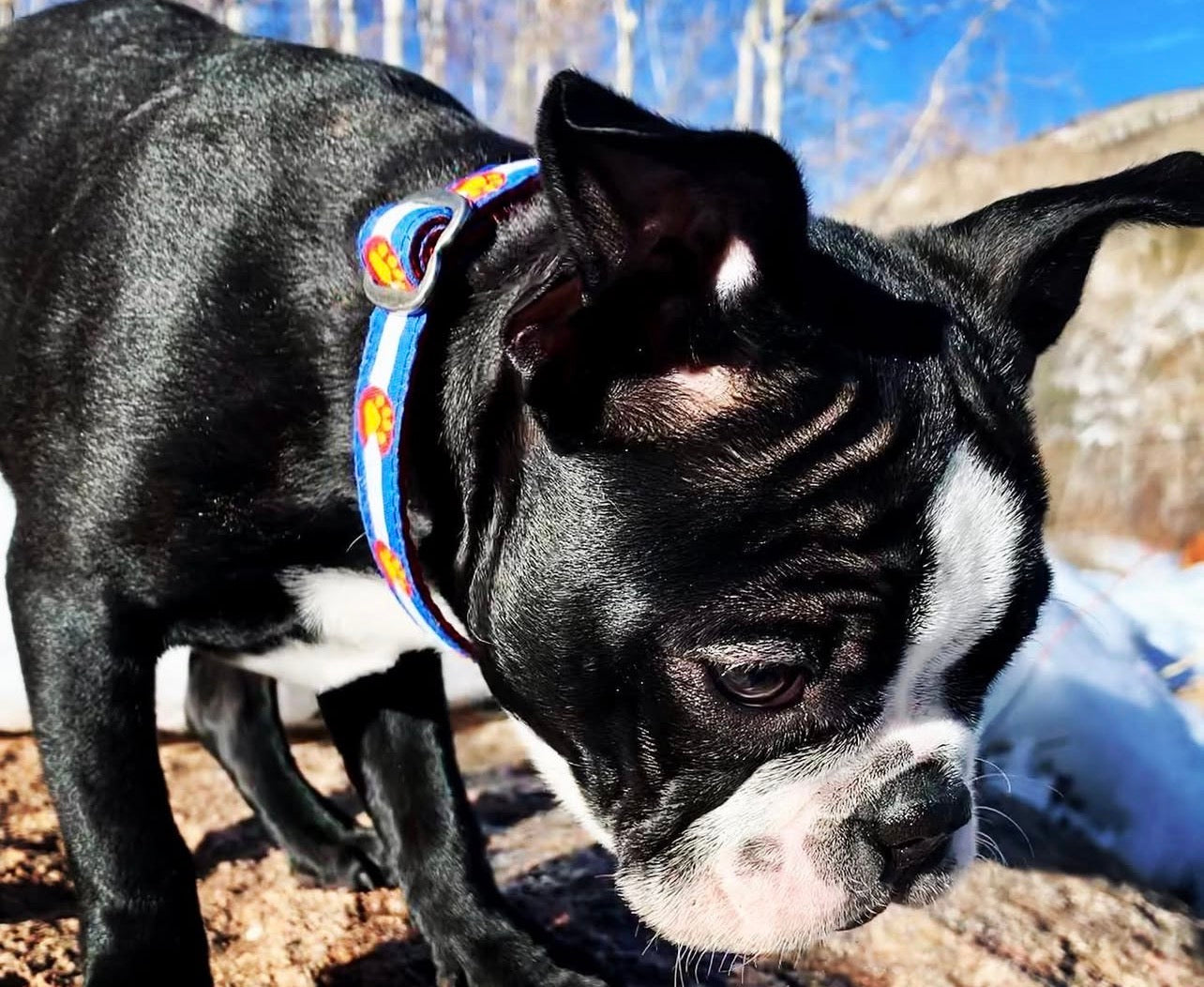 Colorado Flag Dog Collars