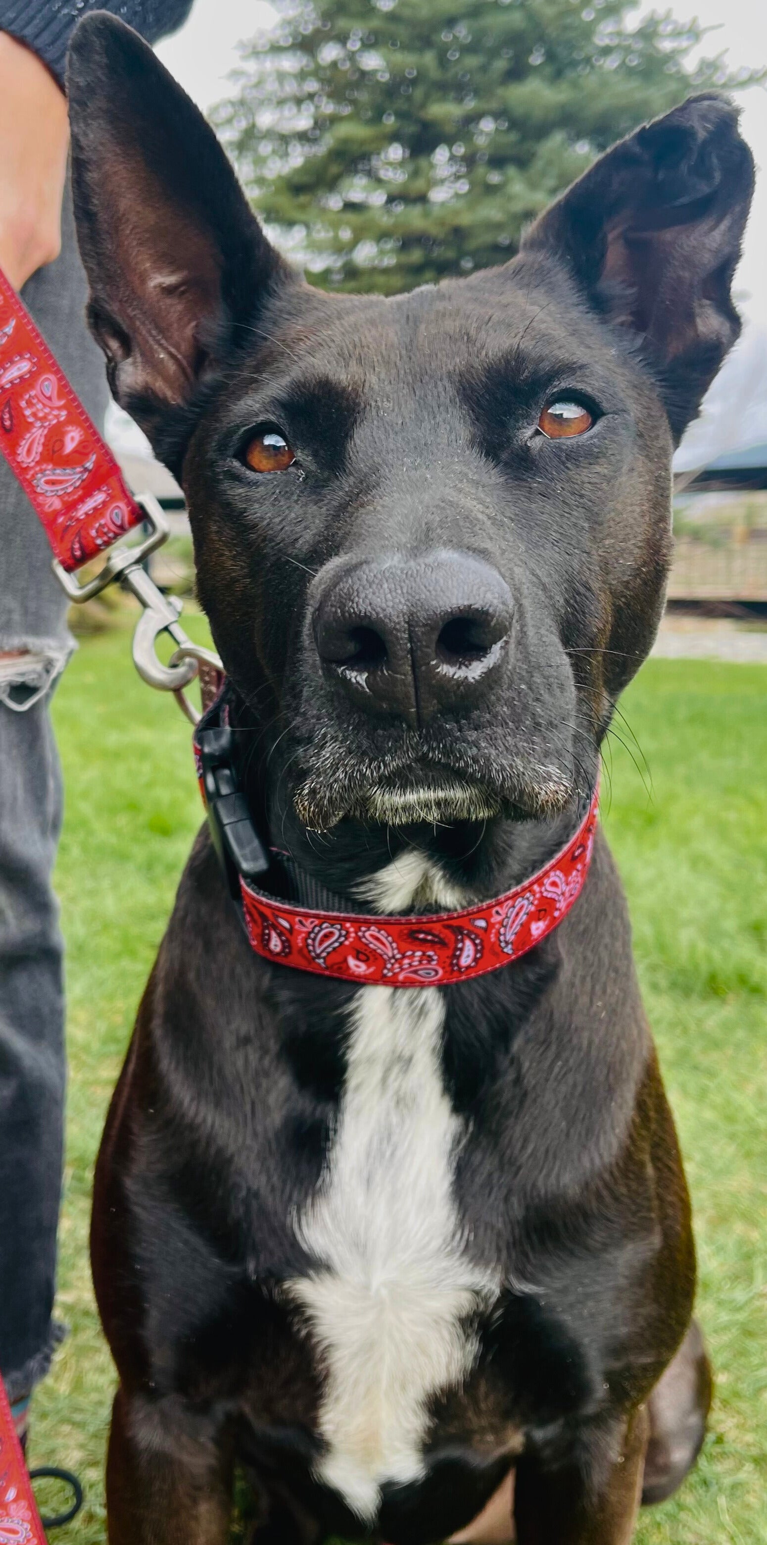 Bandanna Collars for Pets | Kady's Kollars