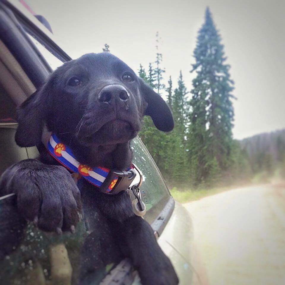 Colorado Dog Collars for Every Pup | Kady's Kollars