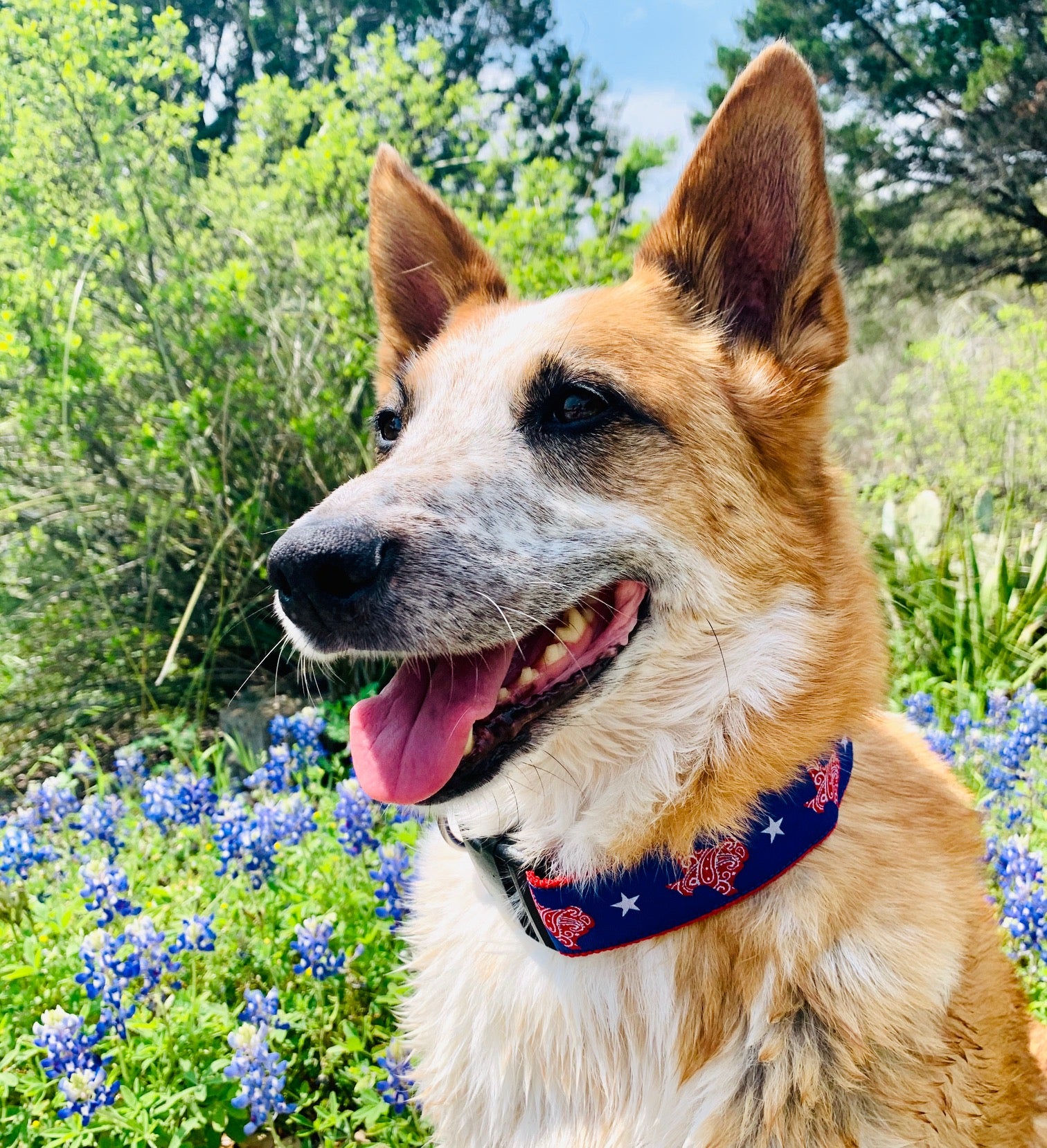 Texas Dog Collars with Style | Kady's Kollars